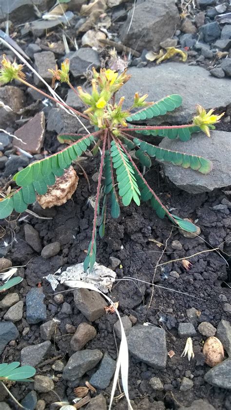 Spice of Life!: B is for Biophytum
