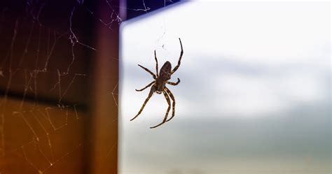 The Most Dangerous Spiders In The Pnw Classic Pest Control And Insulation