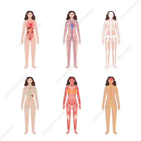 Human Body Systems Illustration Stock Image F Science