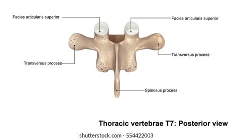 thoracic vertebrae  posterior view  stokovaya illyustratsiya