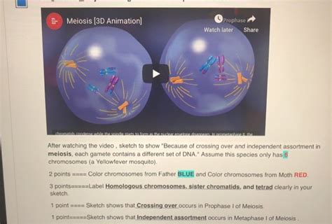 Meiosis [3D Animation) Prophase Watch later Share | Chegg.com