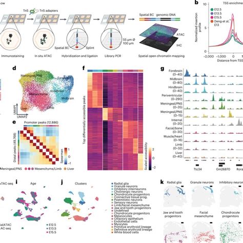 Workflow And Spatial Mapping Of Chromatin Accessibility In Mouse