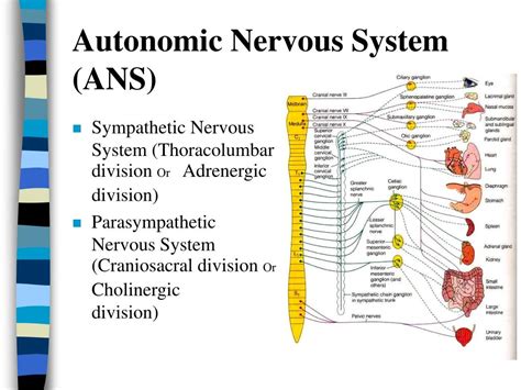 Ppt Autonomic Nervous System Ans Powerpoint Presentation Free