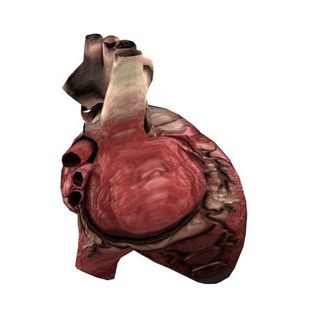 Human Organs - Free 3d model on creazilla.com