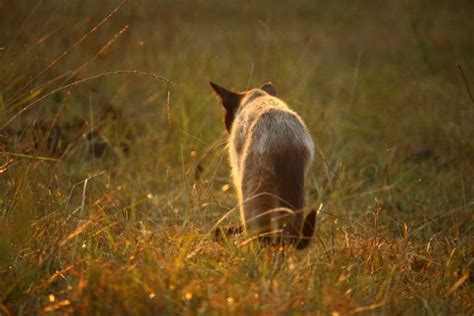 Free Images Grass Sun Prairie Wildlife Fauna Siam Whiskers