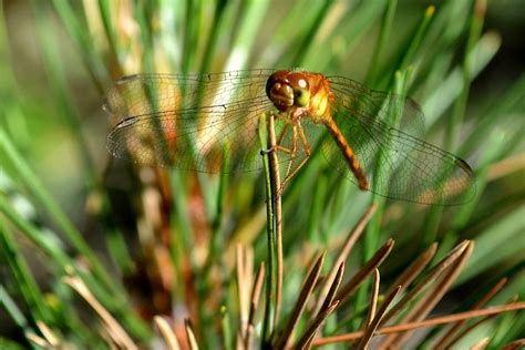 Orange Meadowhawk Dragonfly Jonathan Bloy