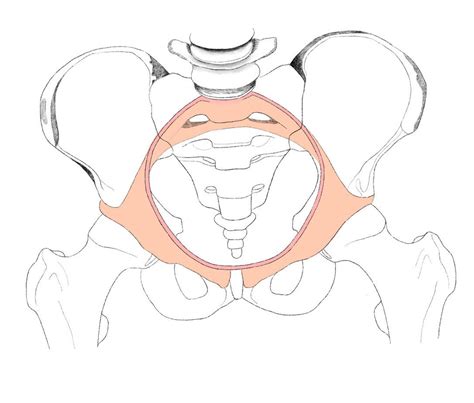 Diagramme De Petit Bassin Squelette Vue D Ensemble Pelvis