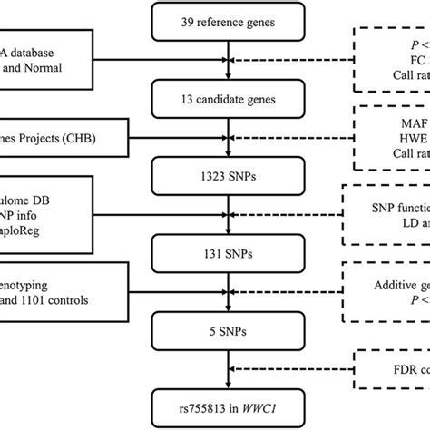 Flow Diagram Flow Chart For Selecting Snps In The Hippo Pathway Genes