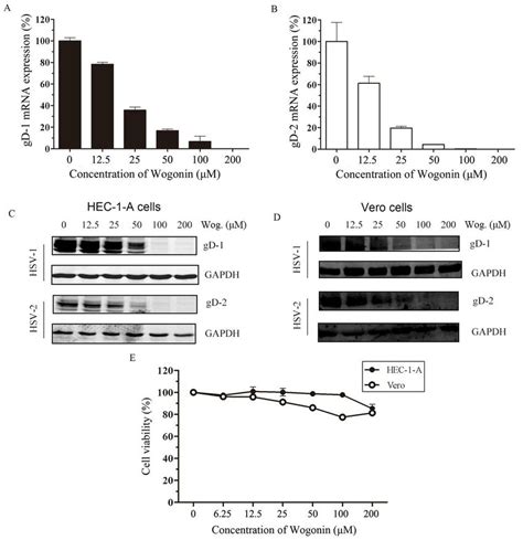 Wogonin Inhibited Hsv Late Gene Expression A And B Wogonin Inhibited