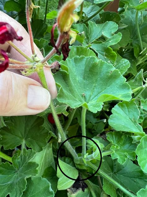 Deadheading Geraniums Momcrieff