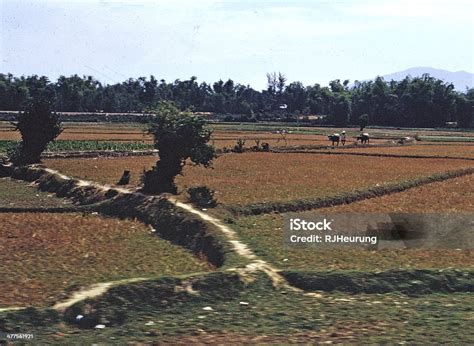 Vietnam Rice Paddy Field Stock Photo - Download Image Now - Vietnam ...