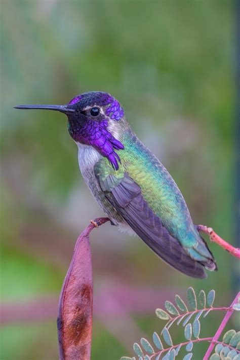 17 Best images about Colibri - hummingbird on Pinterest | Baby hummingbirds, South america and ...