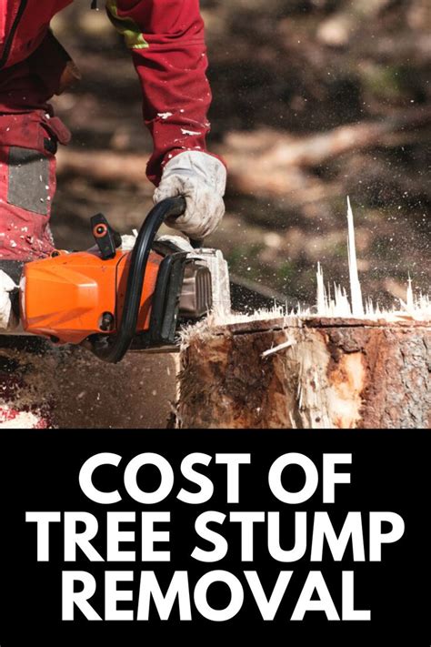 How Much Does Removing A Tree Stump Cost Jamie Curry