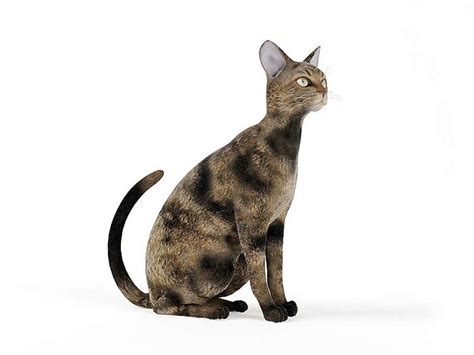 Mottled Brown Cat Sitting 3D | CGTrader