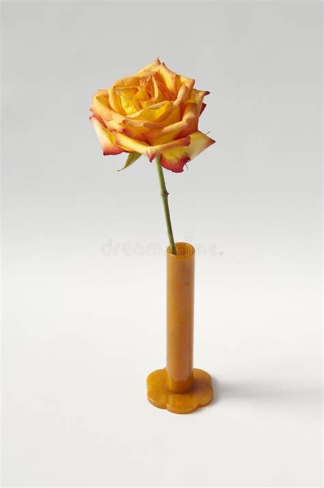 Orange Rose Stem In Vase Stock Photo Image Of Landscape 30591586