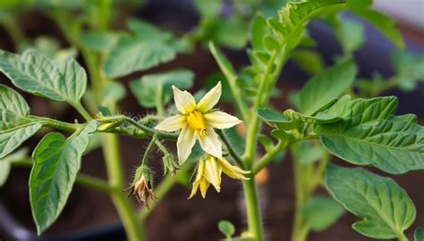 Voici Comment Lutter Naturellement Contre Le Cul Noir De La Tomate Qui