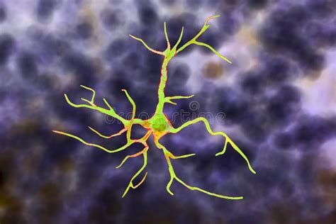 Astrocyte, a Brain Glial Cell Stock Illustration - Illustration of ...