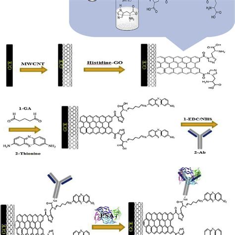 Schematic Illustration Of The Stepwise Immunosensor Fabrication Process