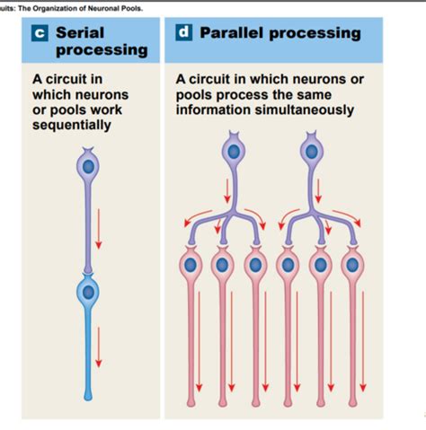 Introduction Nervous System Structure Cell Types Flashcards Quizlet