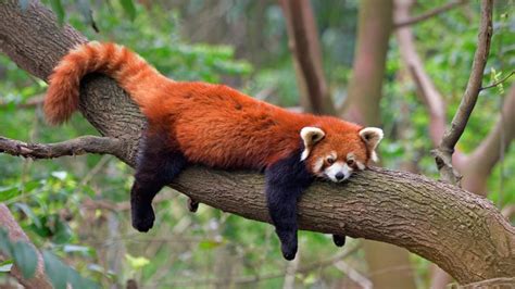 Red panda at the Chengdu Panda Base in Sichuan province, China - Bing ...