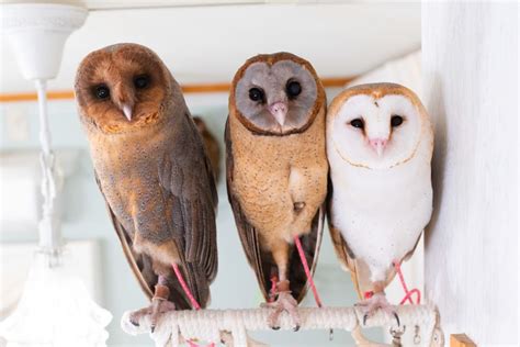 Tokyo Meet Owls At The Owl Café In Akihabara