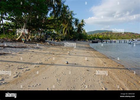 Coconut Beach on the south of the Thailand island paradise of Koh Samui ...