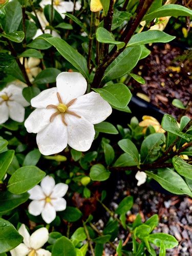 Gardenia 'Kleim's Hardy' | Drum LandscapeSupply