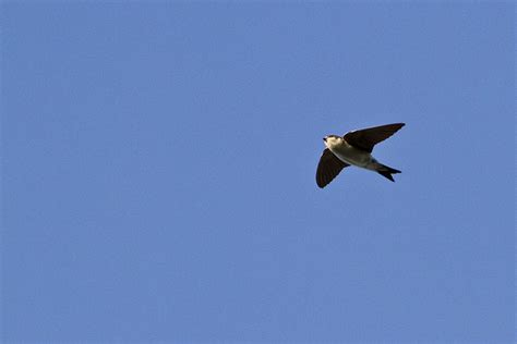 Schwalben Und Mauersegler Werden Immer Seltener Nabu Euskirchens