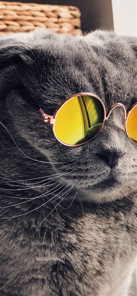 Russian Blue Cat Wearing Yellow Sunglasses Iphone Wallpapers Free Download