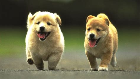 1920 X 1080 Dog Wallpapers - Top Free 1920 X 1080 Dog Backgrounds - WallpaperAccess