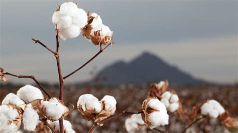 Cotton Farming and Water Scarcity:Challenges and Solutions | H2O Global ...