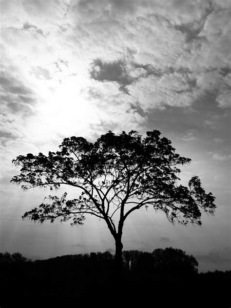 El Top Fondos De Pantalla Blanco Y Negro Abzlocal Mx