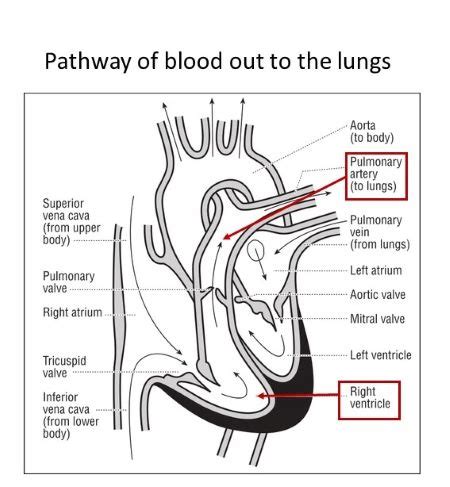 The Right Ventricle Pumps Blood To The A Right Atrium B Pulmonary