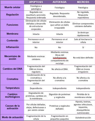 Diferencias Entre Apoptosis Necrosis Y Autofagia Biolog A Muerte