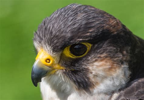 Walworth Castle Birds of Prey - Pentax User