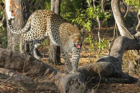 Top 14 Big Cat Species In India Popular And Biggest Wild Cats Fact