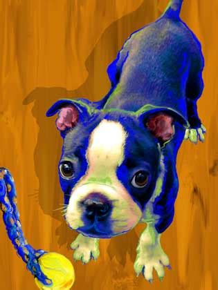 Boston Terrier Art And Gifts