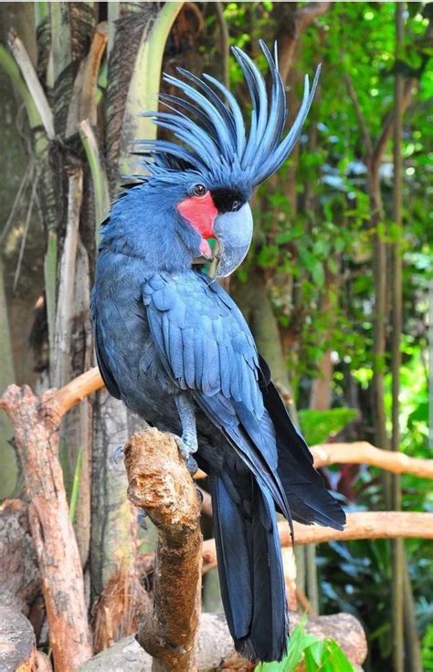 Black Palm Cockatoo : r/natureismetal