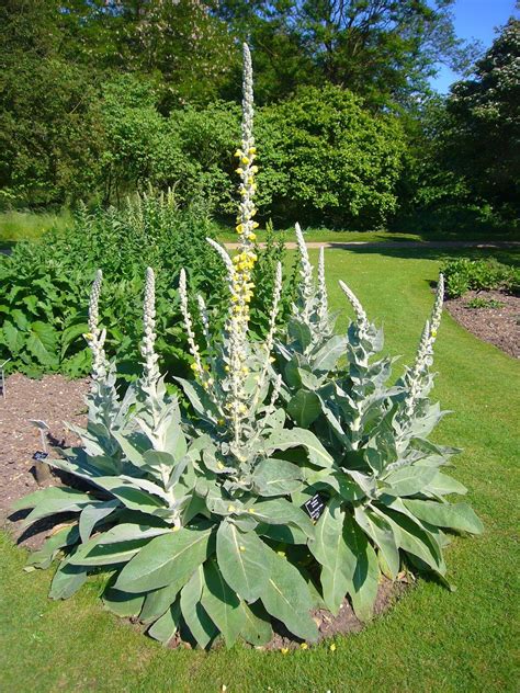 Verbascum 'Arctic Summer'