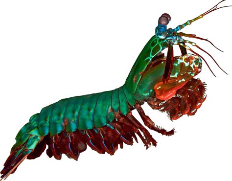 Mantis Shrimp Size Wallpapers Gallery