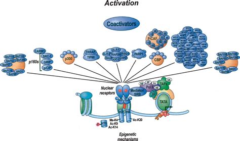 Co Activator Wikipedia