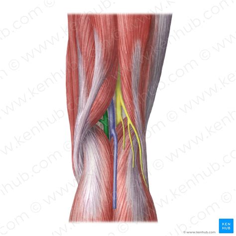 Popliteal fossa: Anatomy and contents | Kenhub