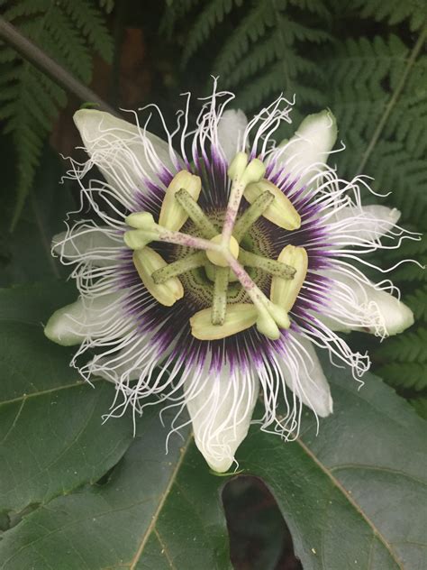 138 Best Passionflower Images On Pholder Gardening Druggardening And