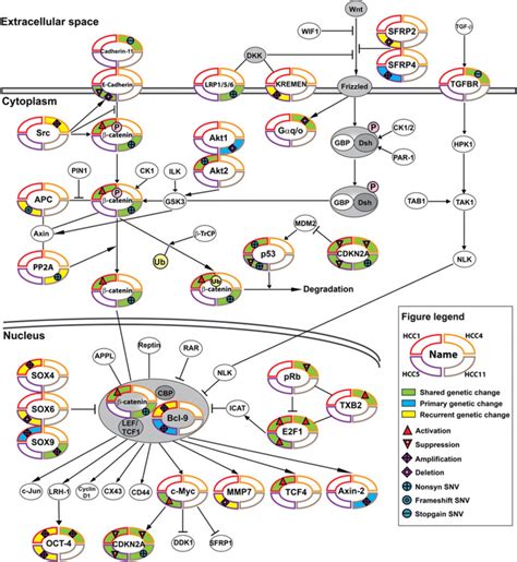 Wntβ Catenin Signaling And Directly Related Pathways Affected By Download Scientific Diagram