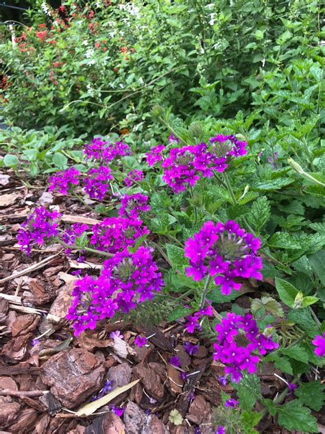 Verbena canadensis Homestead Purple pint plant – Southern Flower Garden