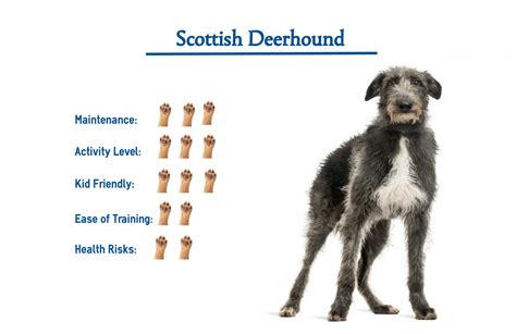 Scottish Deerhound Dog Breed… Everything You Need to Know at a Glance!