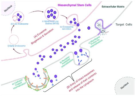 A Biogenesis Secretion And Cellular Uptake Of Exosomes The