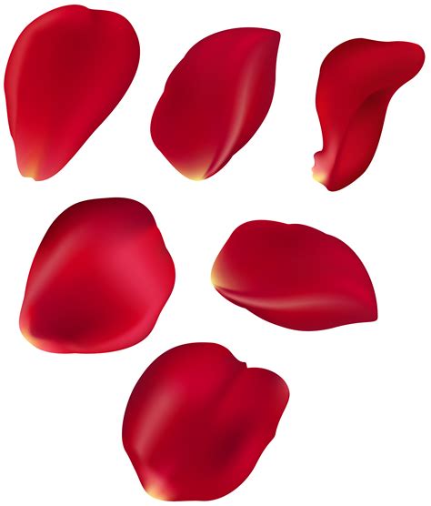 rose petal png
