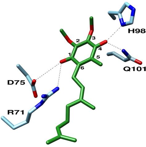 Figure 13 From Studies On The Structure Function And Mechanisms Of