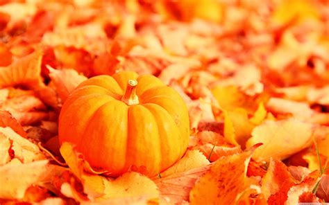 Fall Pumpkin Wallpapers - Top Free Fall Pumpkin Backgrounds ...